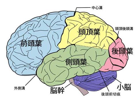 頭部位置|【脳の機能局在】各部位の働きを分かりやすく解説 